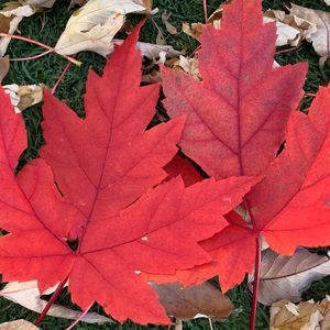 Meet your Posher, Jhansirani